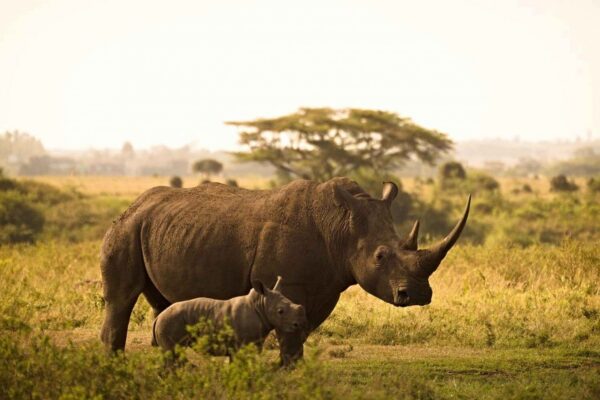 Safari Tsavo Est & Amboseli – 3 giorni
